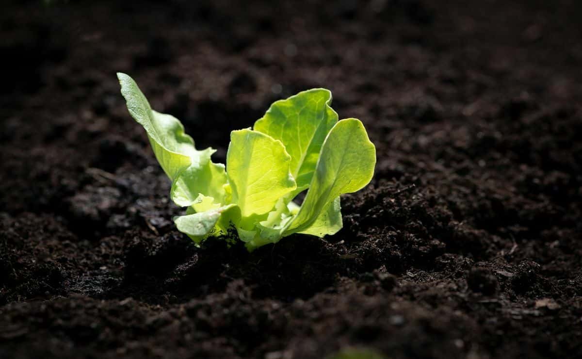 plantar lechuga