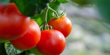 tomates