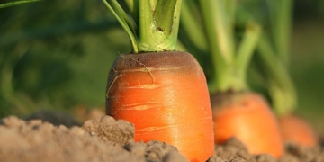 zanahorias