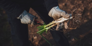 cultivar calçots