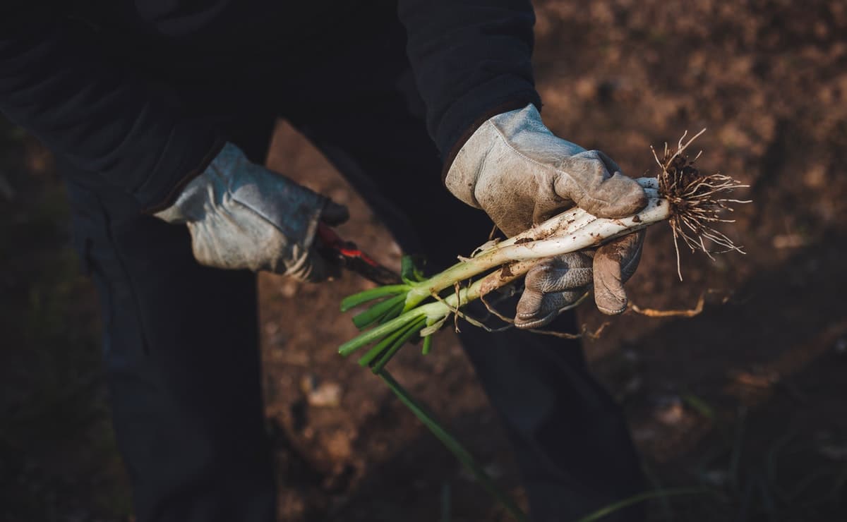 cultivar calçots
