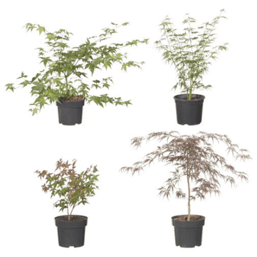 Aldi Maple plants