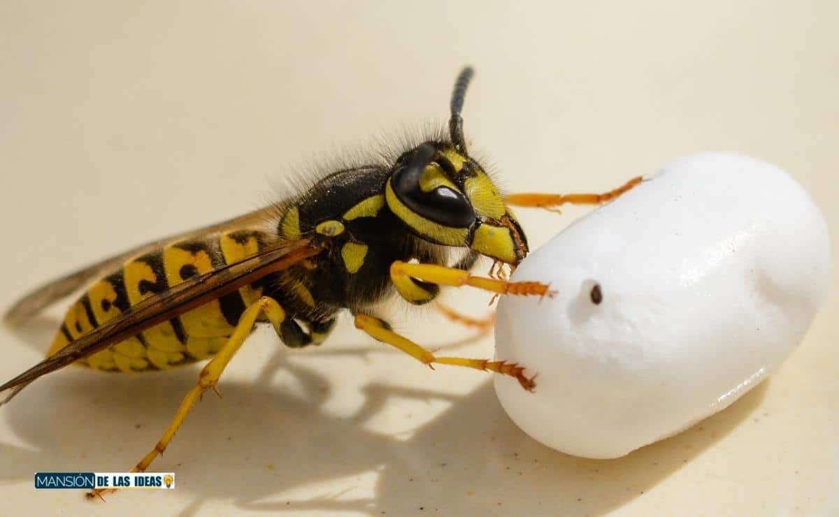 cómo ahuyentar avispas