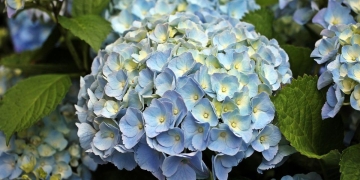 como cambiar el color de las hortensias