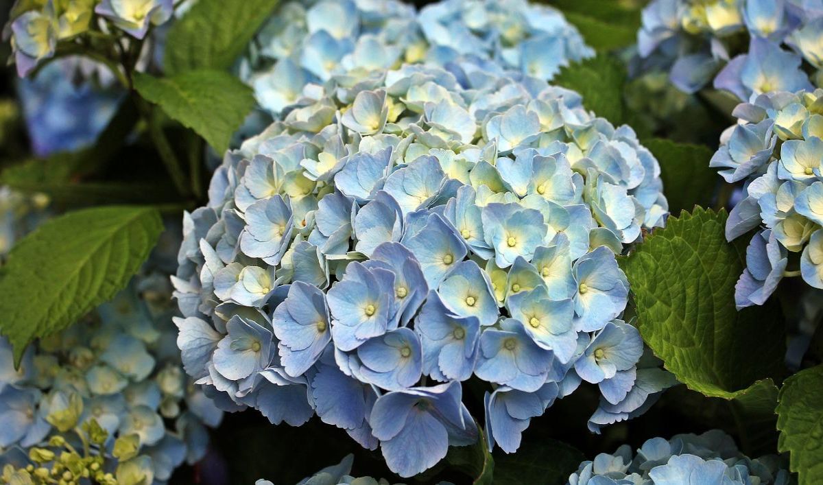como cambiar el color de las hortensias
