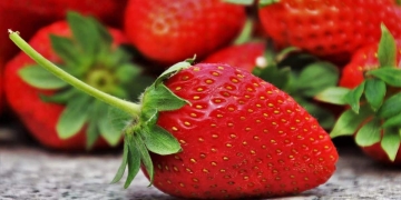 como plantar fresas