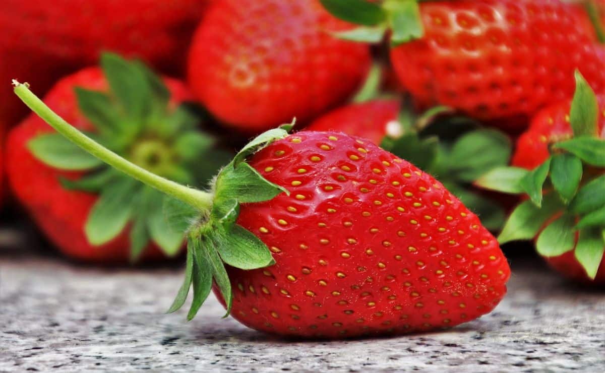 como plantar fresas