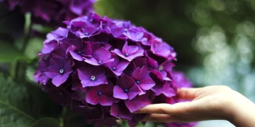 como plantar hortensias