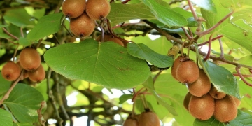 como plantar kiwi