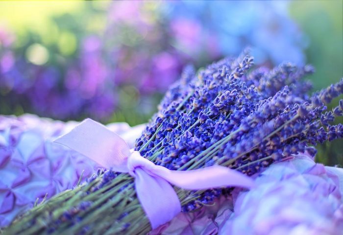 planting lavender at home