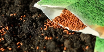 how to plant seeds