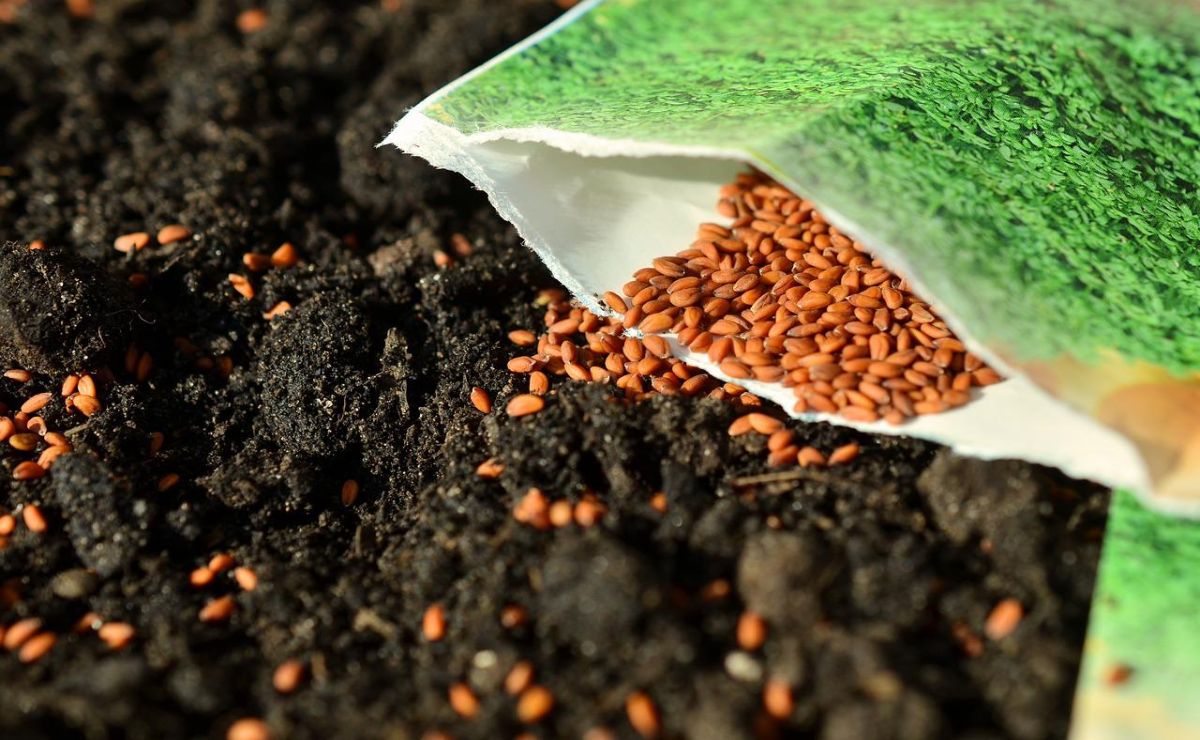 como plantar semillas