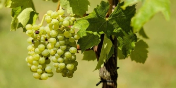 como plantar uvas