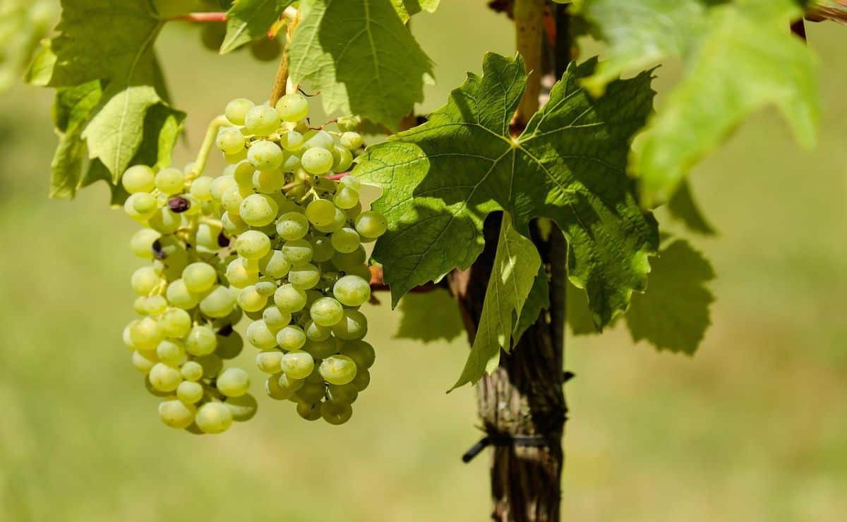 como plantar uvas