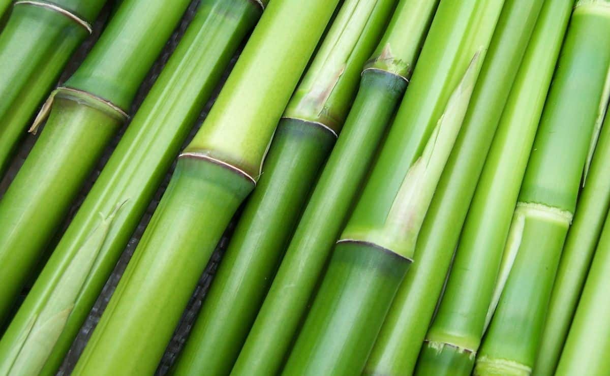 como plantar bambu