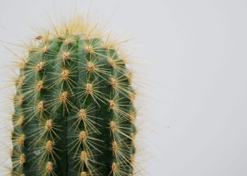 how to plant cactus