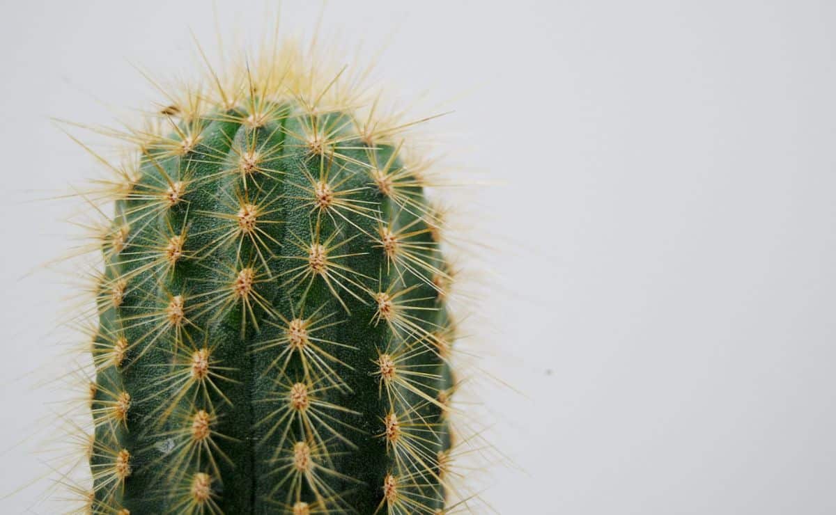 como sembrar cactus