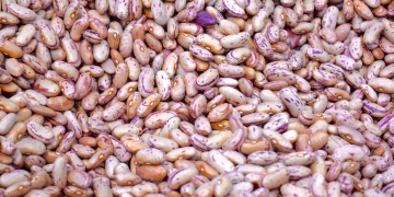 plantar alubias