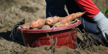 cultivar batata