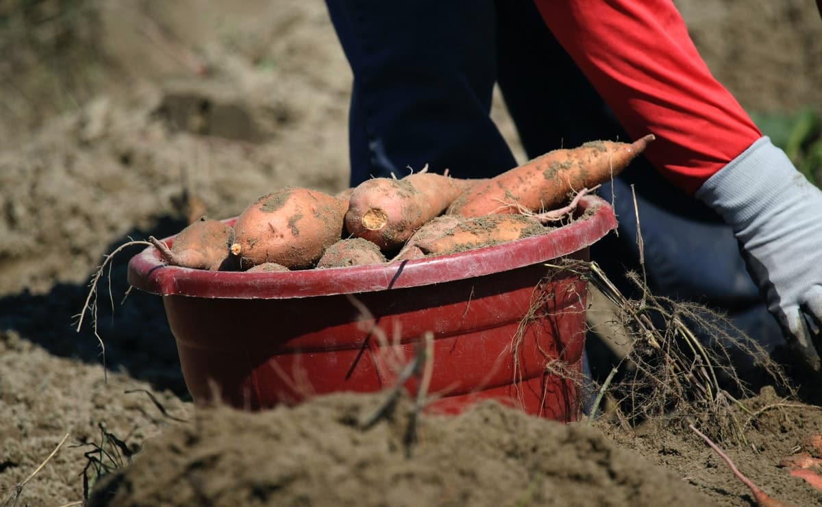 cultivar batata