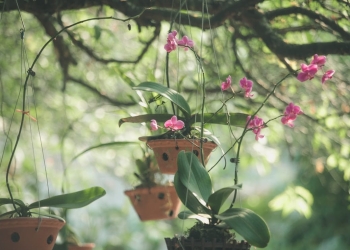 cultivo de orquídeas