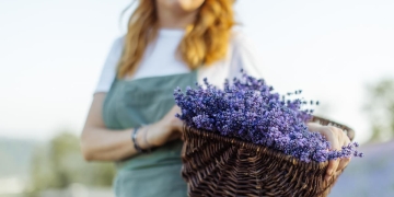 secar lavanda