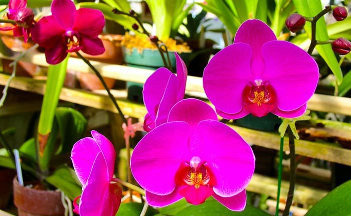 plantar orquídeas en casa