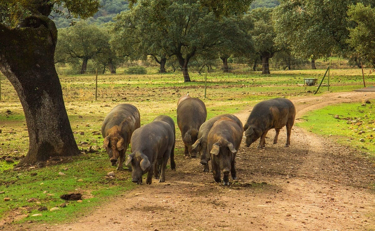 plagas enfermedad alimento cerdo