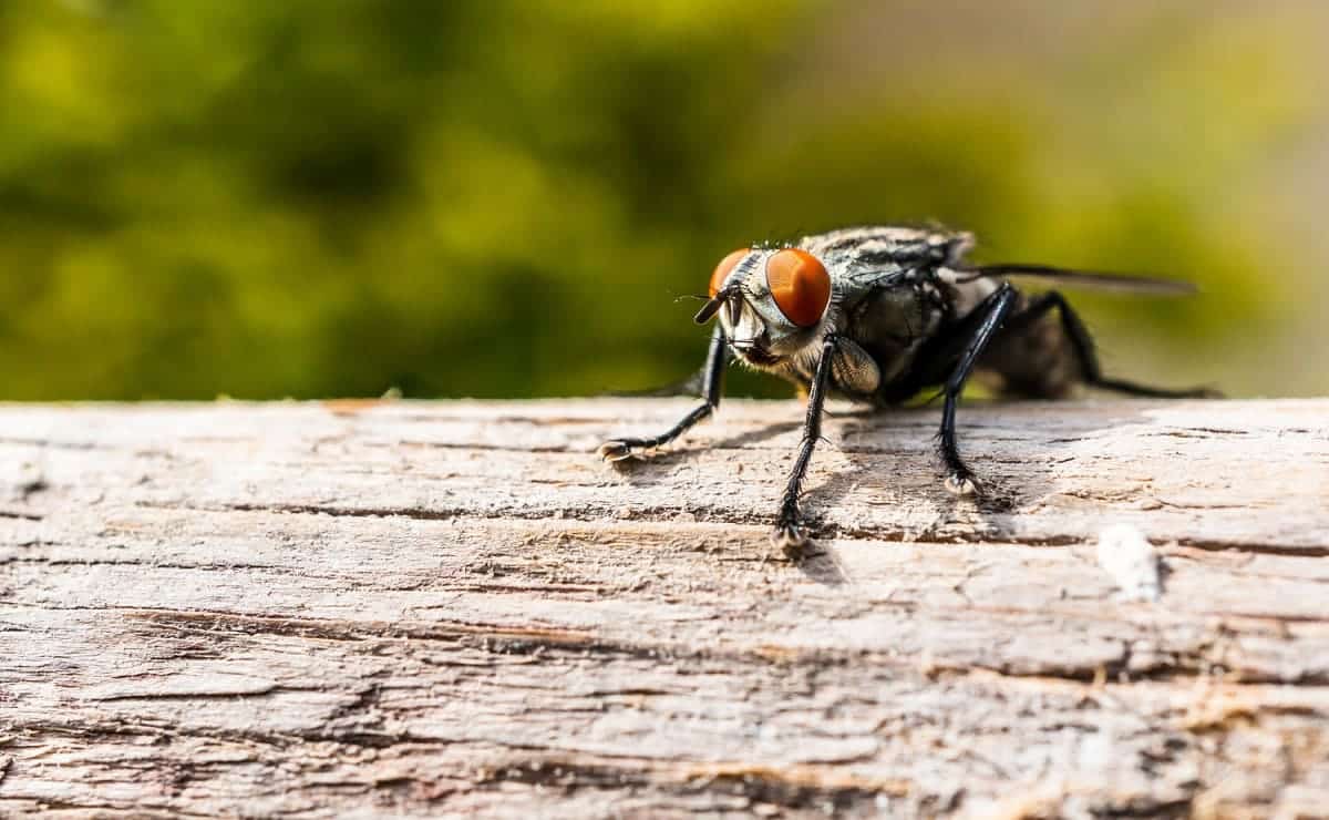 aromas naturales repeler moscas
