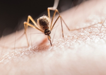 primer plato de un mosquito sobre una parte del cuerpo