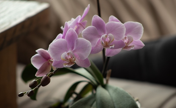 primer plano de una orquídea morada