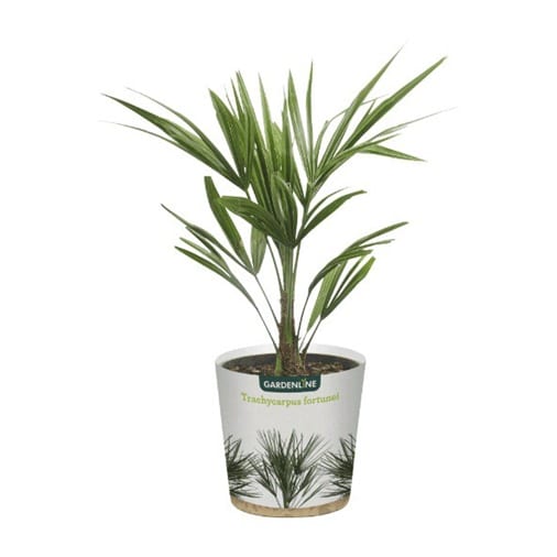 Palms aldi plants