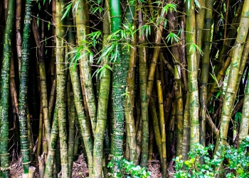 cómo cultivar bambú
