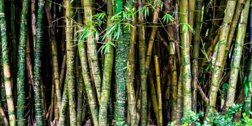 cómo cultivar bambú