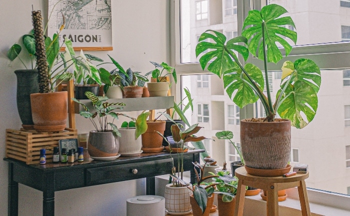mueble junto a ventana con plantas de diferentes tamaños en macetas