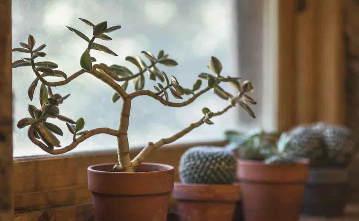 Decorating your home to another level with houseplants