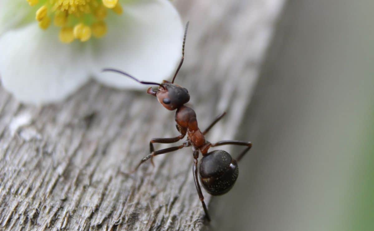 hormigas en casa