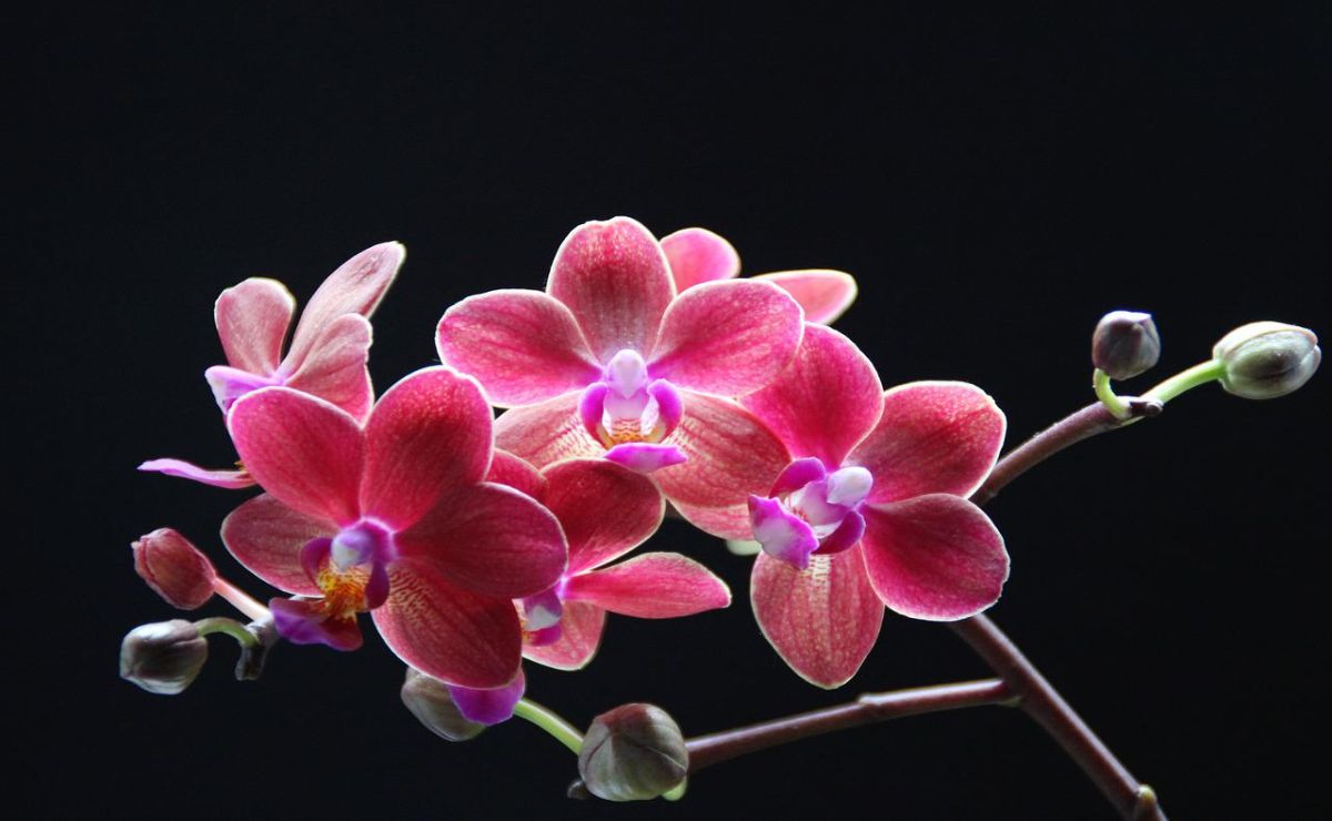 Descubre por qué a las plantas de orquídea se le caen las flores