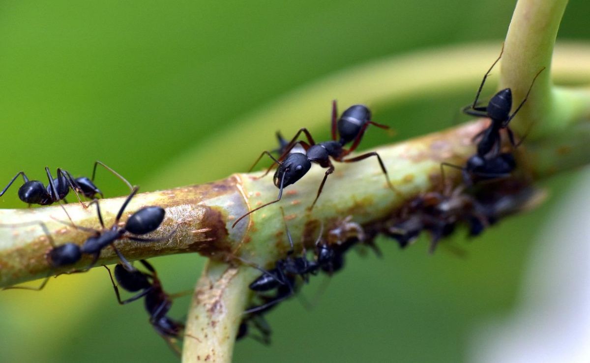 como acabar con las hormigas