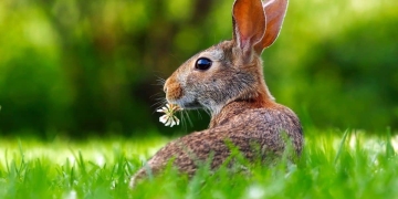 como ahuyentar conejos del jardin