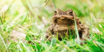 como alejar sapos del jardin