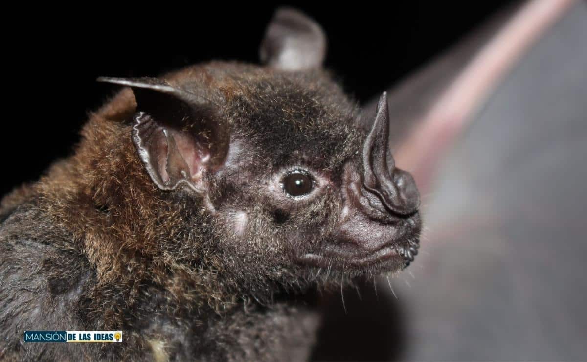 cómo espantar murciélagos