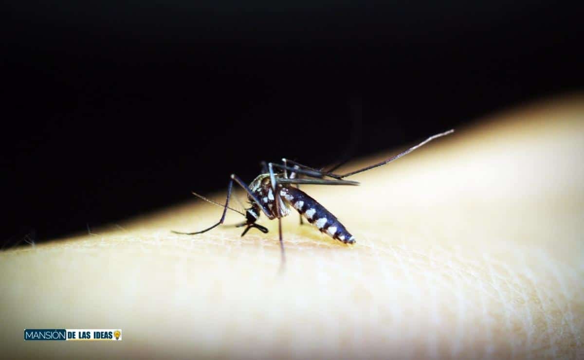 cómo hacer antimosquitos natural
