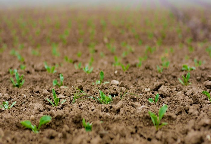 how to do close planting