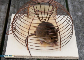 cómo hacer trampa ratones