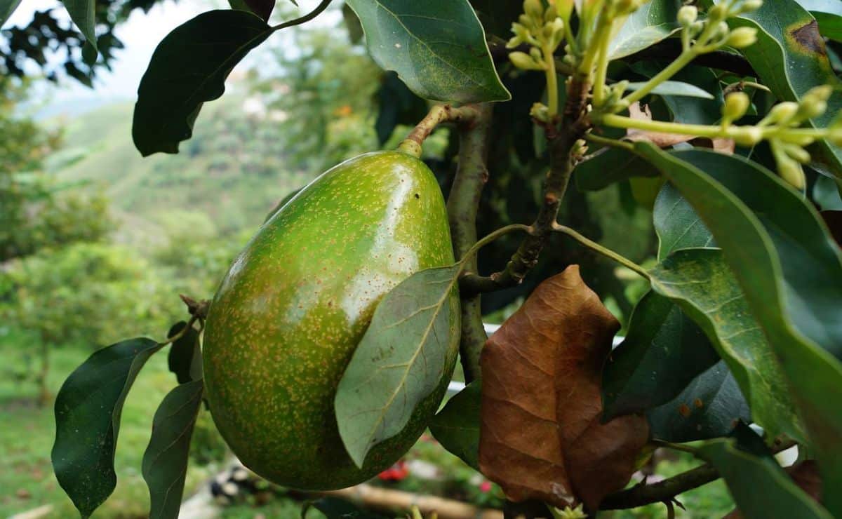 como injertar aguacate