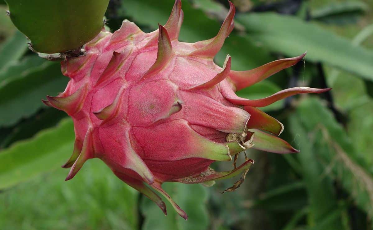 como sembrar pitaya