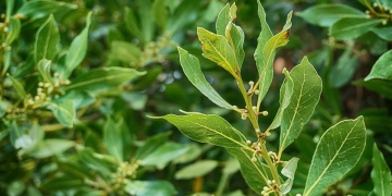 consejos para cuidar laurel