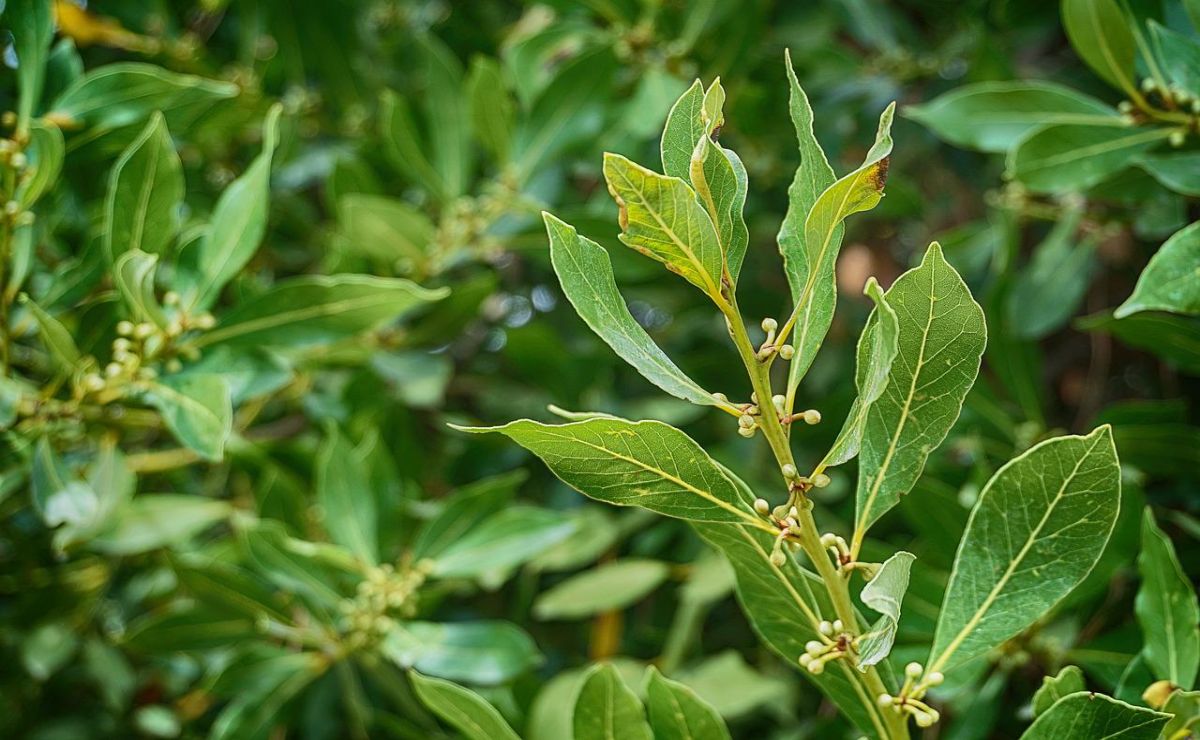 consejos para cuidar laurel