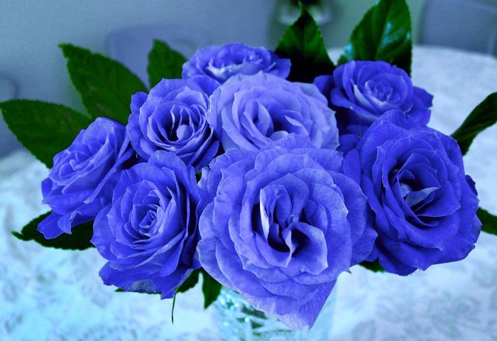 cultivar rosas azules